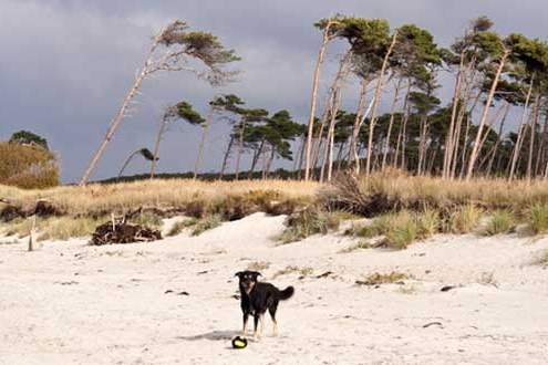 Hund am Ostseestrand