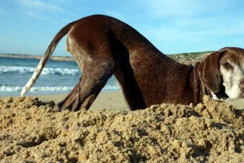 Hund am Strand buddelt