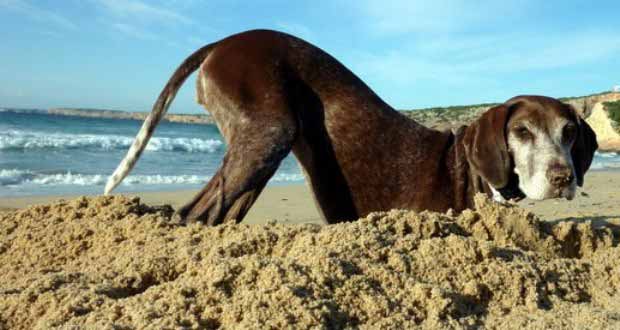 Hund buddelt am Strand