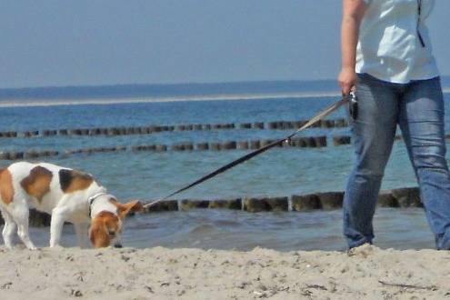 Hundestrand Ostsee Strandspaziergang