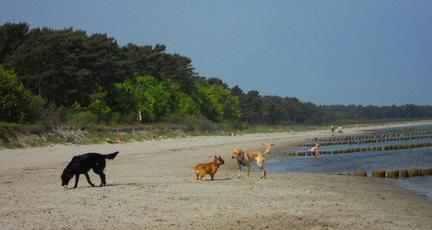 Usedsom mit Hund am Ostseestrand